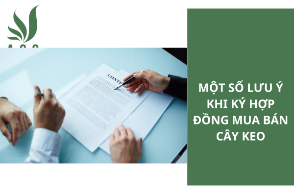 Một số lưu ý khi ký hợp đồng mua bán cây keo