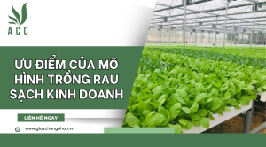 Ưu điểm của mô hình trồng rau sạch kinh doanh