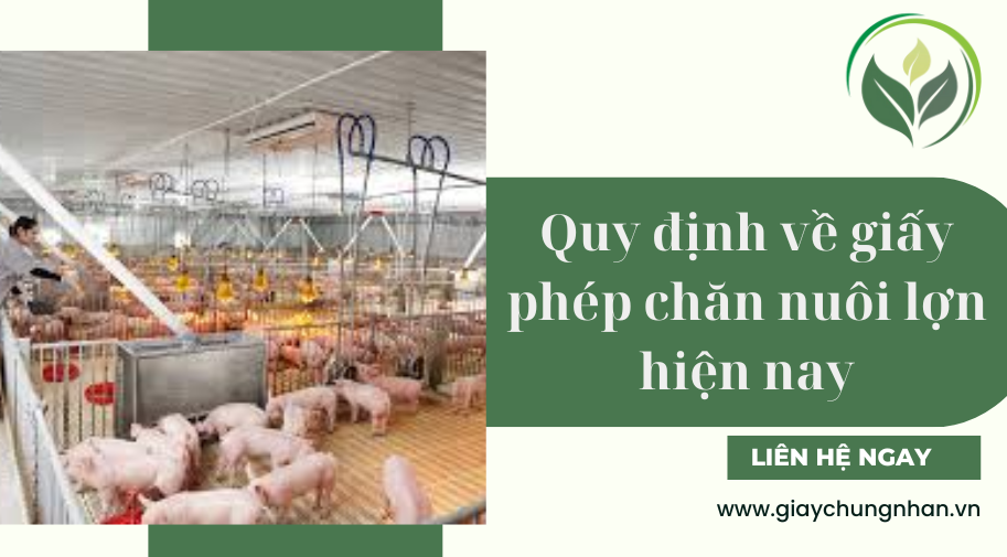 Quy định về giấy phép chăn nuôi lợn hiện nay
