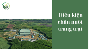  Điều kiện chăn nuôi trang trại