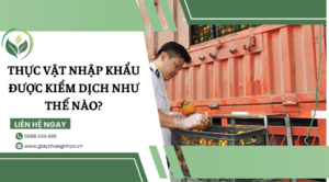 Thực vật nhập khẩu được kiểm dịch như thế nào?
