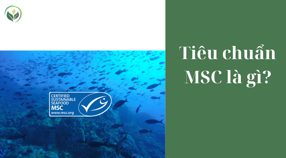 Tiêu chuẩn MSC là gì?