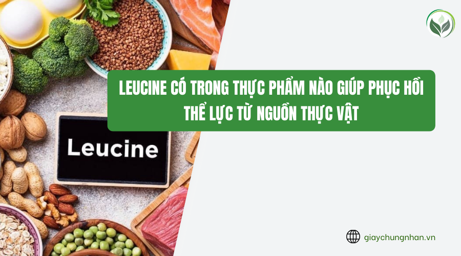 Leucine có trong thực phẩm nào giúp phục hồi thể lực từ nguồn thực vật