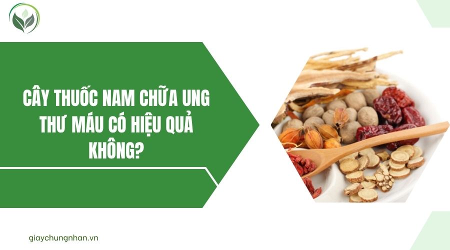 Cây thuốc nam chữa ung thư máu có hiệu quả không.jpg