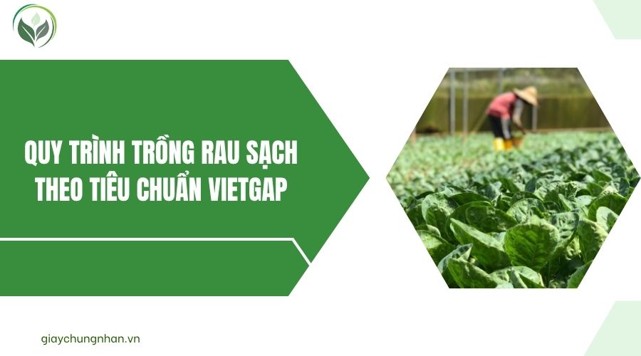 Quy trình trồng rau sạch theo tiêu chuẩn VietGAP.jpg