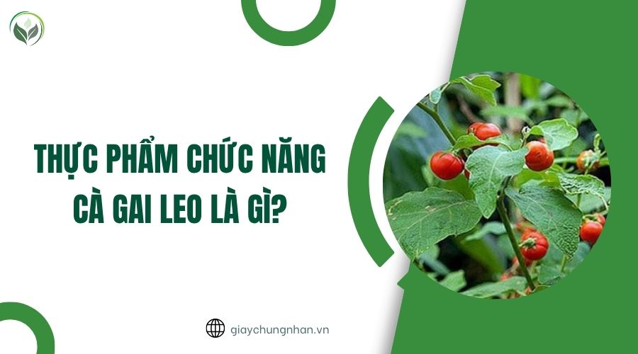 Thực phẩm chức năng cà gai leo là gì.jpg