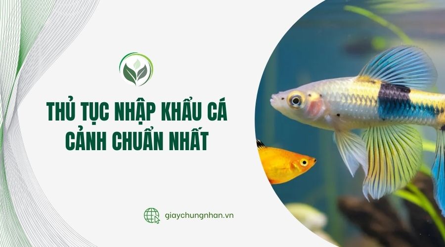 Thủ tục nhập khẩu cá cảnh chuẩn nhất